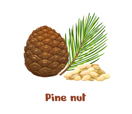Pine nuts, uncommon plant seed kernels for food and raw eating, vector icon. Pine nuts or edible seeds from pine tree in shell and raw peeled for vegetarian healthy organic fruits or seed foodstuffのイラスト素材
