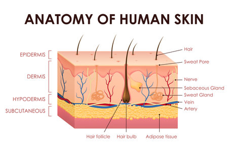Human skin structure anatomy vector educational diagram showing detailed epidermis, dermis, hypodermis and subcutaneous layers, hair follicle, sebaceous glands, sweat glands, veins and adipose tissueのイラスト素材