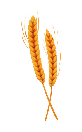 Cereal wheat ear and spikes, happy Thanksgiving holiday harvest symbol. Cartoon vector stalks of barley, rye, rice or millet. Two golden stalks for bread or bakery agricultural and farm productionのイラスト素材