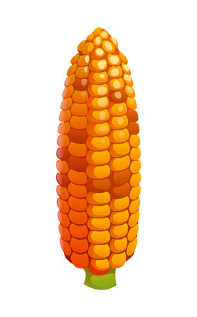 Cartoon corn cob Happy Thanksgiving holiday harvest and autumn food. Isolated vector ripe sweet yellow maize corncob vegetable with plump seeds. Farm plant, filled with rows of sweet and juicy kernelsのイラスト素材