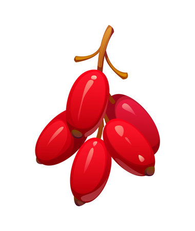 Cartoon ripe red barberries berry on a small brown stem. Vector raw garden or forest berries with glossy surface and smooth texture on white background. Isolated healthy food, or autumn season fruitのイラスト素材