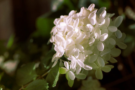 Hydrangea flowerの写真素材