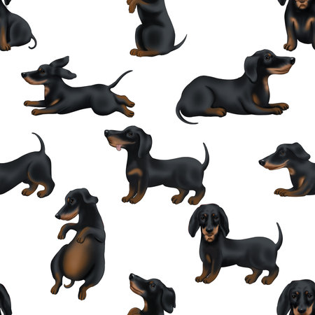 Dachshund dog seamless pattern on white background. Vector illustration.の写真素材