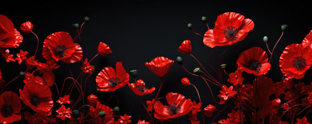 Blooming poppies flowers on black background, memorial day concept. horizontal bannerの素材