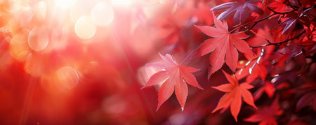 Autumn red leaves soft focusの素材