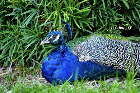 Peacock At A Florida Park の写真素材
