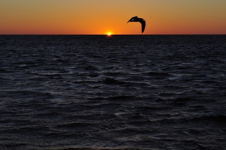A Seagull flying across a Florida Sunset.の写真素材