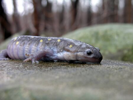 A closeup of a yellow spotted Salamander. の写真素材
