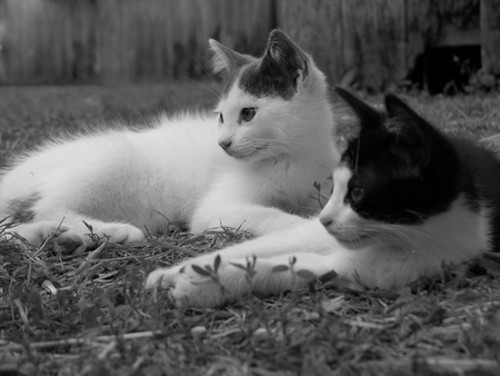 A black and white image of two cats lying down together by an old fence in the country.の写真素材