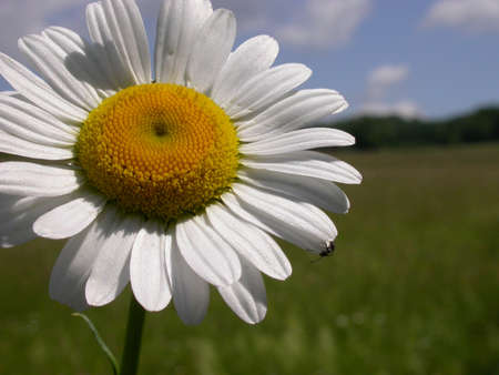 A Daisy with a bug on the petal in a Pennsylvania field.の写真素材