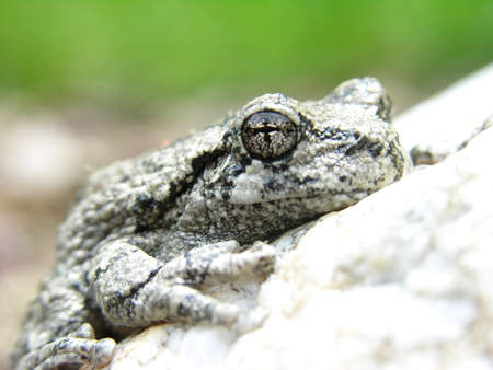 A macro shot of a Northern Gray Treefrog. の写真素材