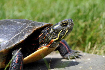 A Painted Turtle on a rock basking in the sun.  の写真素材