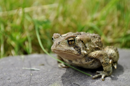 Closeup of a Toad on a rock. の写真素材