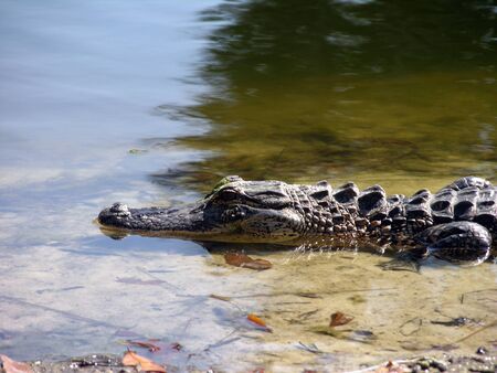 A Florida Alligator resting by the water. の写真素材