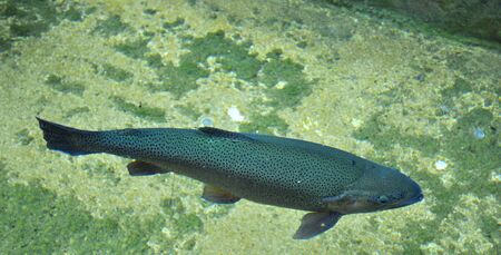 Trout swimming at a fish hatchery. の写真素材