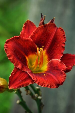 A beautiful red Flower found in upstate New York.の写真素材