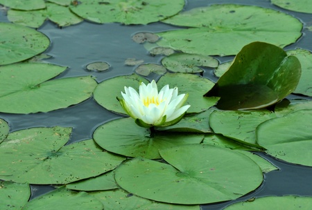 A Lily Pad floating in a pond. の写真素材