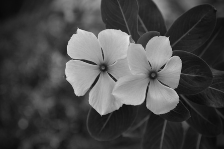 Two black and white flowers in a Florida garden.の写真素材