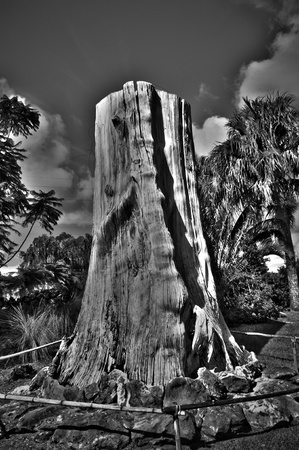 A Monochromatic HDR shot of a giant tree trunk at a park. の写真素材