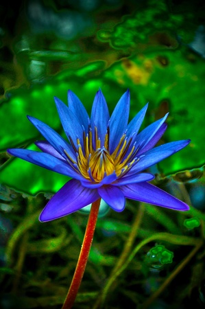 A HDR shot of a Water Lily in a small pond. の写真素材