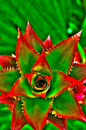 HDR shot of the top of a Pine Apple. の写真素材