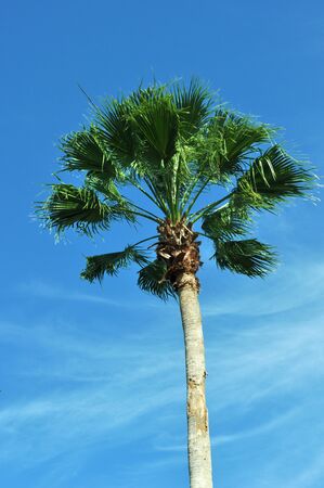 A Florida Palm Tree with a blue sky in the background. の写真素材