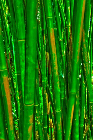 Bamboo trees at a Florida Botanical Garden taken in HDR. の写真素材