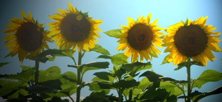 A group of Sunflowers standing together in a field の写真素材
