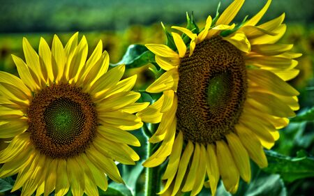 Two Sunflowers taken in HDRの写真素材