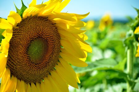 Sunflower taken in a Sunflower field  の写真素材