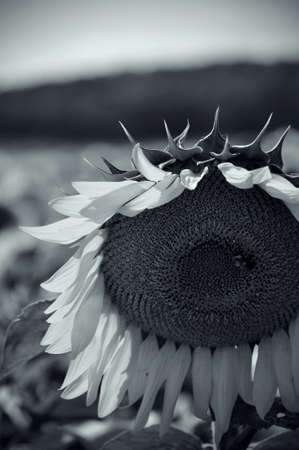Black and White image of a Sunflowerの写真素材