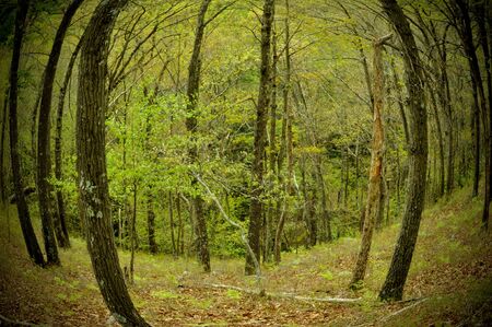 Fisheye of a forest in the mountains の写真素材