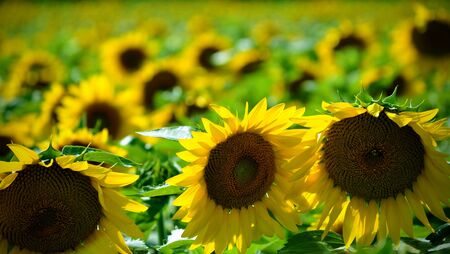 A Sunflower field landscapeの写真素材