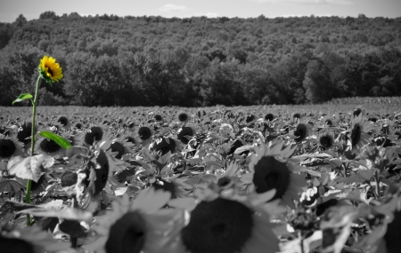 A Sunflower field taken in black and white with a tall sunflower painted in colorの写真素材