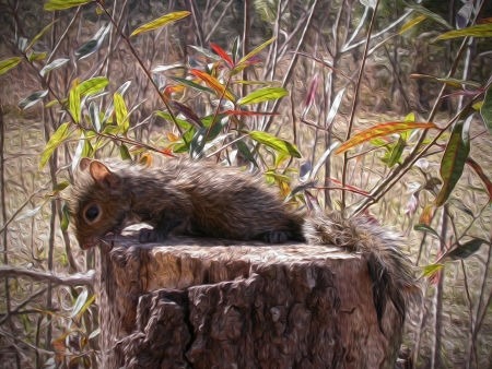 Oil painting of a young Squirrel          の写真素材