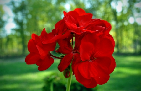 A bright red Rose with a blurred background の写真素材