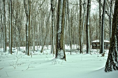 Winter Landscape の写真素材