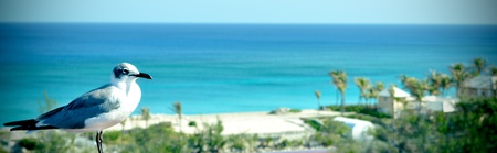 A Seagull in the Bahamasの写真素材