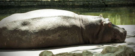 Sleeping Hippopotamus On A Rock の写真素材