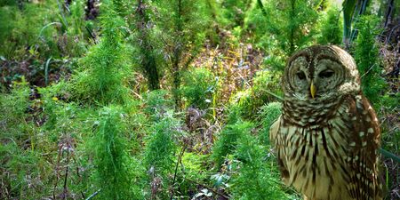 Owl In The Forest の写真素材