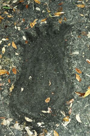Fake Big Foot Print の写真素材