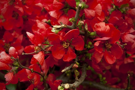 Red Spring Flowers の写真素材