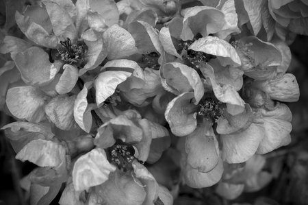 Black and White Spring Flowers の写真素材