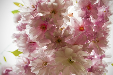Pink Spring Tree Flowers の写真素材