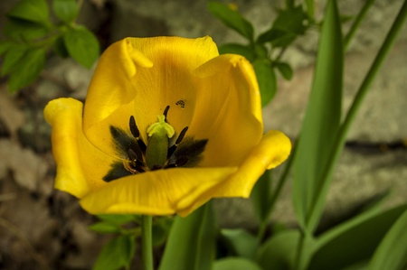 Yellow Spring Tulips の写真素材