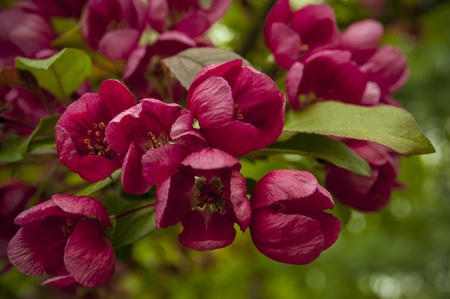 Spring Flowersの写真素材