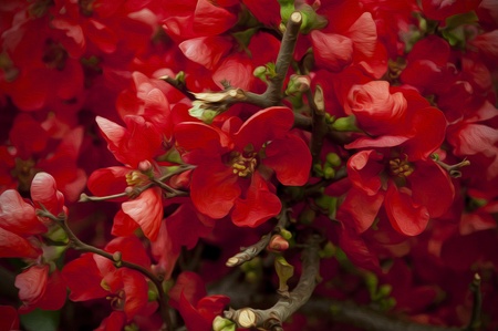 Red Spring Flowers Oil Paint の写真素材