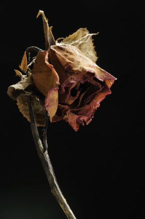 Sadly rose dried flowers, isolated on black backgroundの写真素材