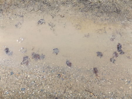 leaves in waterの写真素材