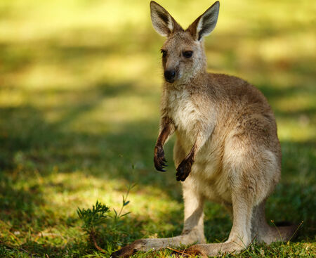 Kangaroo joeyの写真素材